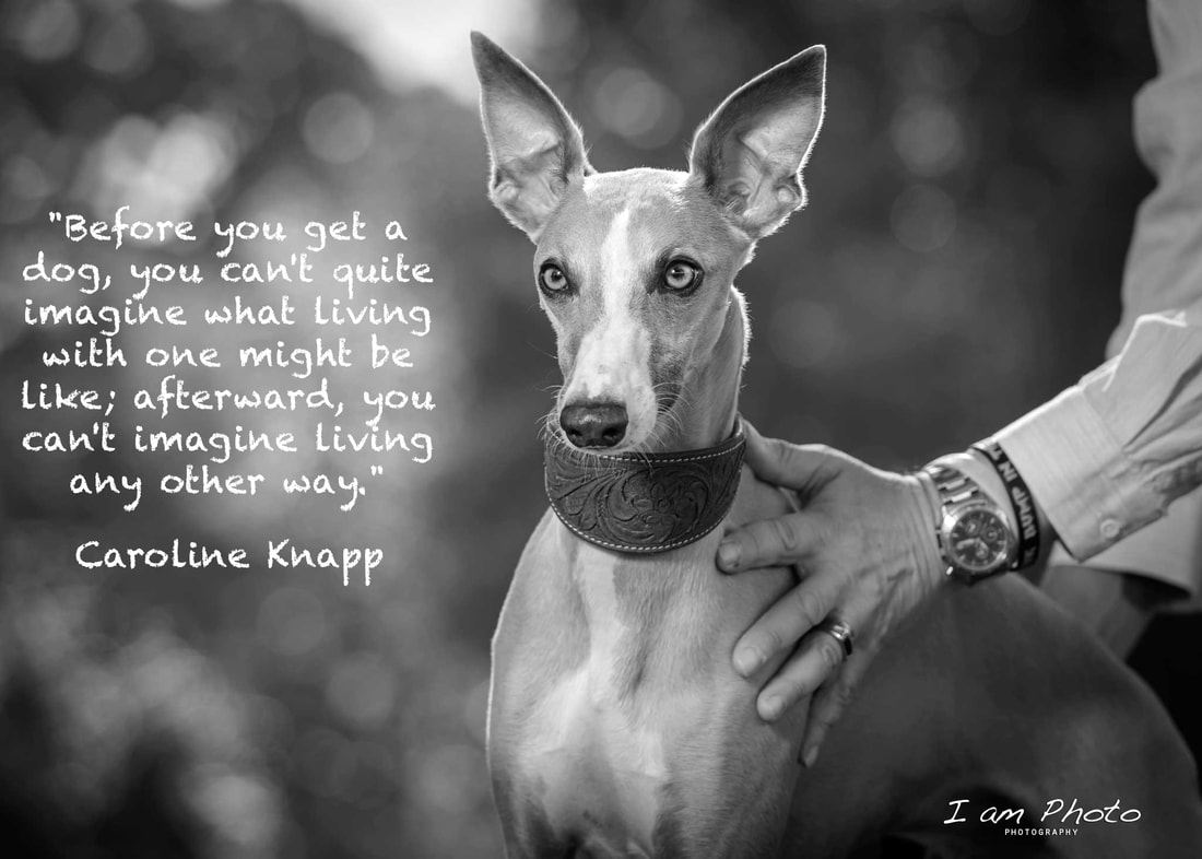 DOG BEST FRIEND QUOTES AND PICTURES.