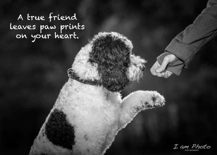 DOG BEST FRIEND QUOTES AND PICTURES.