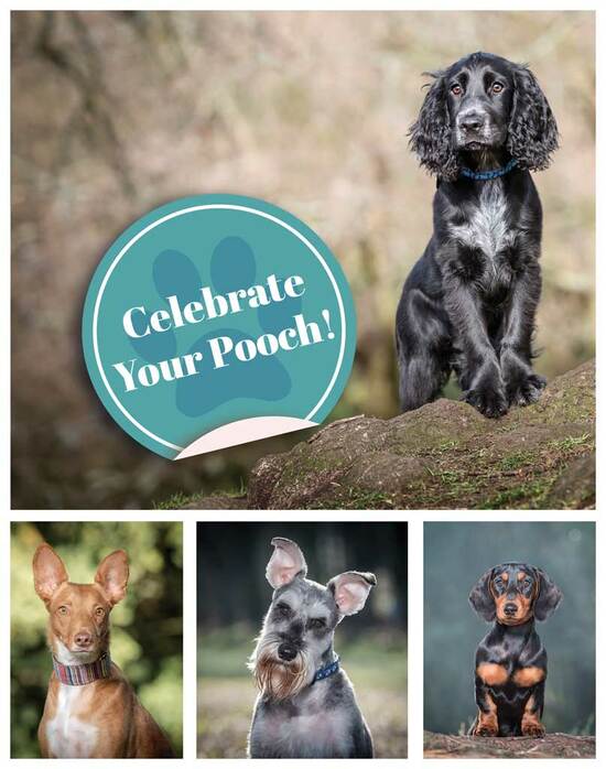 Celebrate Your Pooch Competition